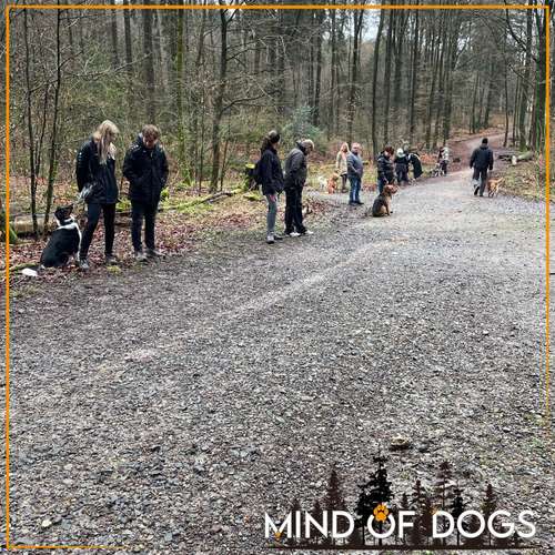 Hundeauslaufgebiet-Mind of Dogs-Bild