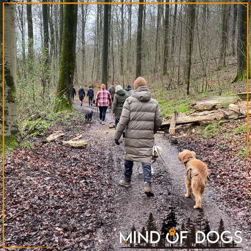 Hundeauslaufgebiet-Mind of Dogs-Bild