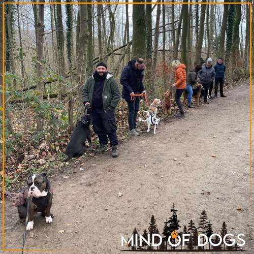 Hundeauslaufgebiet-Mind of Dogs-Bild