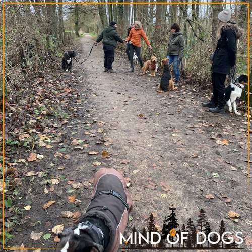 Hundeauslaufgebiet-Mind of Dogs-Bild