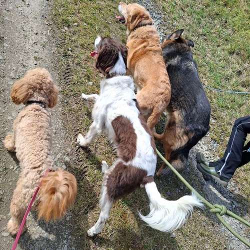 Hundeauslaufgebiet-DIALOG Hundeschule-Bild