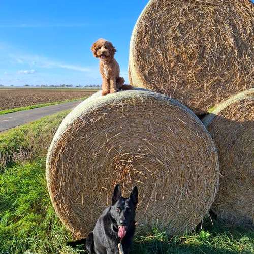 Hundeauslaufgebiet-DIALOG Hundeschule-Bild