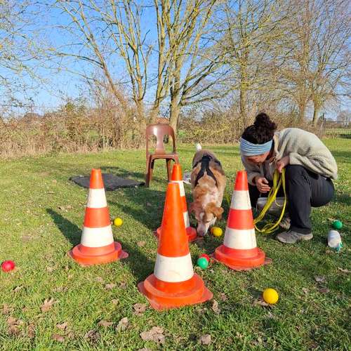 Hundeauslaufgebiet-DIALOG Hundeschule-Bild