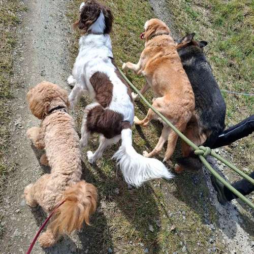 Hundeauslaufgebiet-DIALOG Hundeschule-Bild