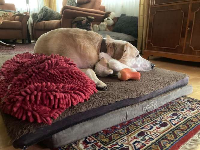 Hundeauslaufgebiet-Dog-Motel die familiäre Hundebetreuung ohne Zwinger❣️Wir nehmen nur erzogene Vierbeiner ❣️-Bild