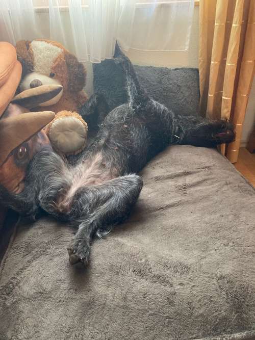 Hundeauslaufgebiet-Dog-Motel die familiäre Hundebetreuung ohne Zwinger❣️Wir nehmen nur erzogene Vierbeiner ❣️-Bild