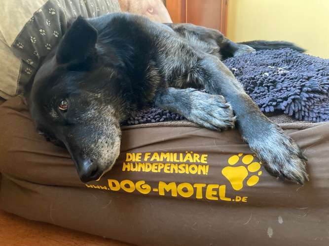 Hundeauslaufgebiet-Dog-Motel die familiäre Hundebetreuung ohne Zwinger❣️Wir nehmen nur erzogene Vierbeiner ❣️-Bild