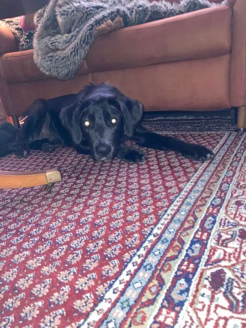 Hundeauslaufgebiet-Dog-Motel die familiäre Hundebetreuung ohne Zwinger❣️Wir nehmen nur erzogene Vierbeiner ❣️-Bild
