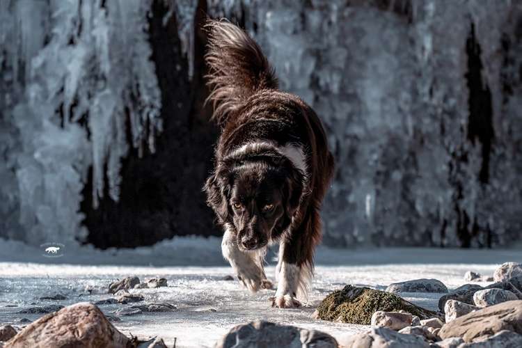Hundeauslaufgebiet-Pfoten in Szene - Hundefotografie Christine Falken-Bild
