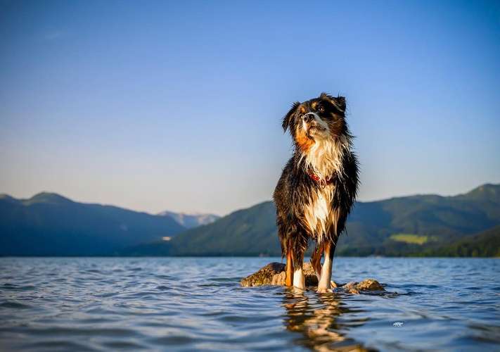 Hundeauslaufgebiet-Pfoten in Szene - Hundefotografie Christine Falken-Bild