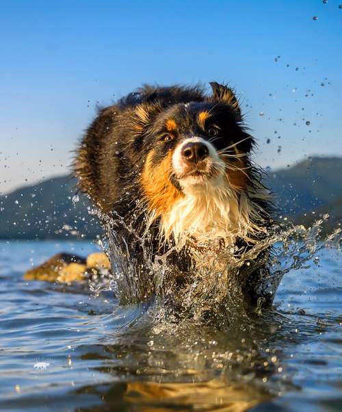Hundeauslaufgebiet-Pfoten in Szene - Hundefotografie Christine Falken-Bild