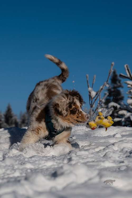 Hundeauslaufgebiet-Pfoten in Szene - Hundefotografie Christine Falken-Bild