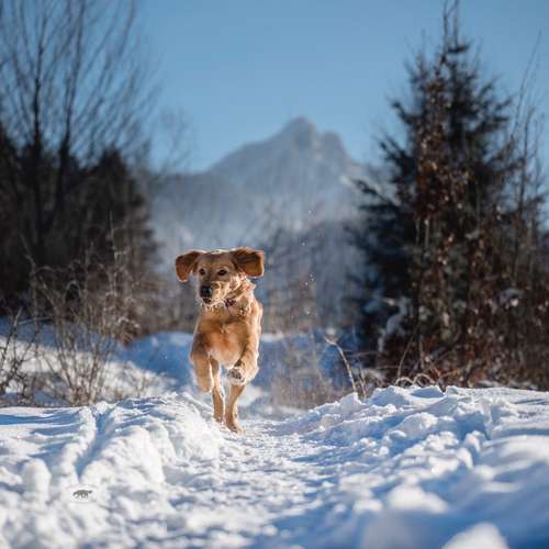 Hundeauslaufgebiet-Pfoten in Szene - Hundefotografie Christine Falken-Bild