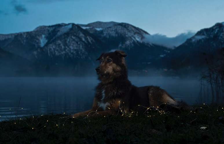 Hundeauslaufgebiet-Pfoten in Szene - Hundefotografie Christine Falken-Bild