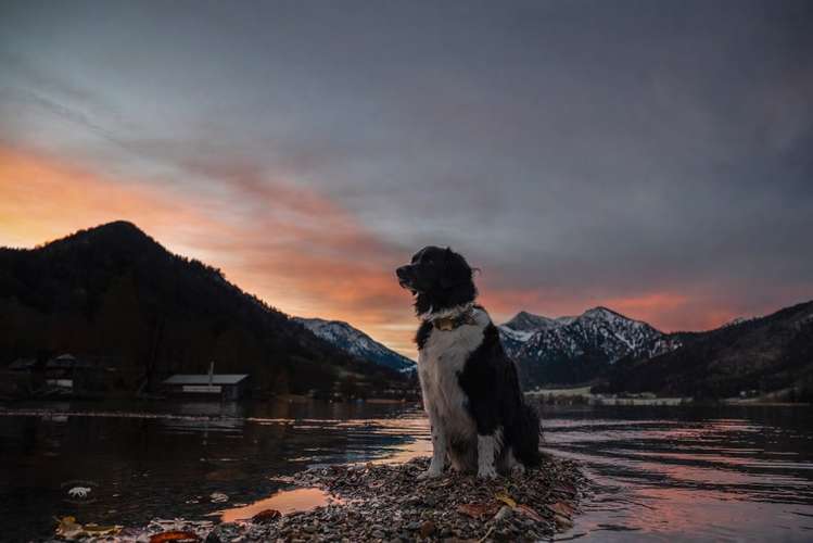 Hundeauslaufgebiet-Pfoten in Szene - Hundefotografie Christine Falken-Bild