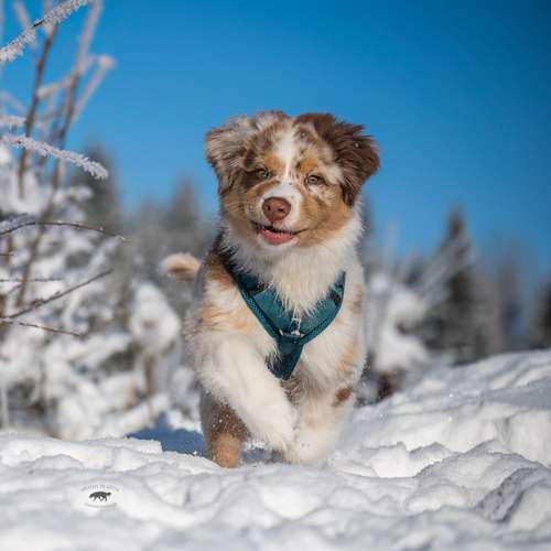 Hundeauslaufgebiet-Pfoten in Szene - Hundefotografie Christine Falken-Bild