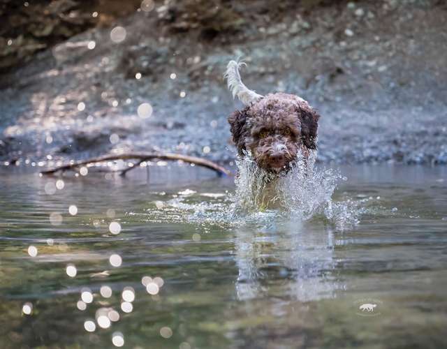Hundeauslaufgebiet-Pfoten in Szene - Hundefotografie Christine Falken-Bild