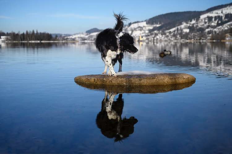 Hundeauslaufgebiet-Pfoten in Szene - Hundefotografie Christine Falken-Bild