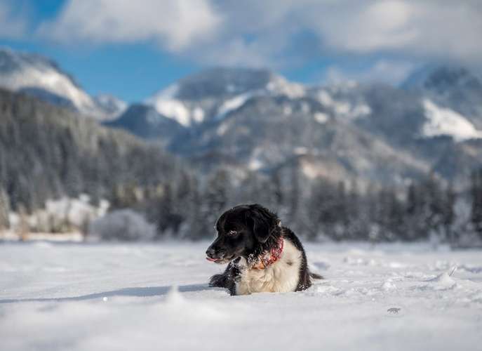 Hundeauslaufgebiet-Pfoten in Szene - Hundefotografie Christine Falken-Bild