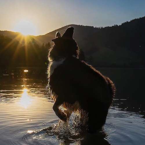 Hundeauslaufgebiet-Pfoten in Szene - Hundefotografie Christine Falken-Bild