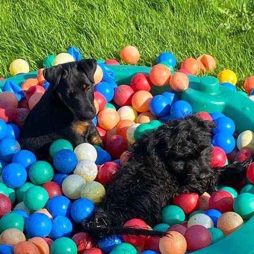 Hundeauslaufgebiet-Hundeschule Team Ideal-Bild