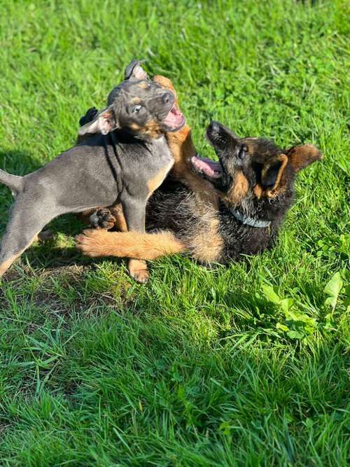 Hundeauslaufgebiet-Hundeschule Team Ideal-Bild