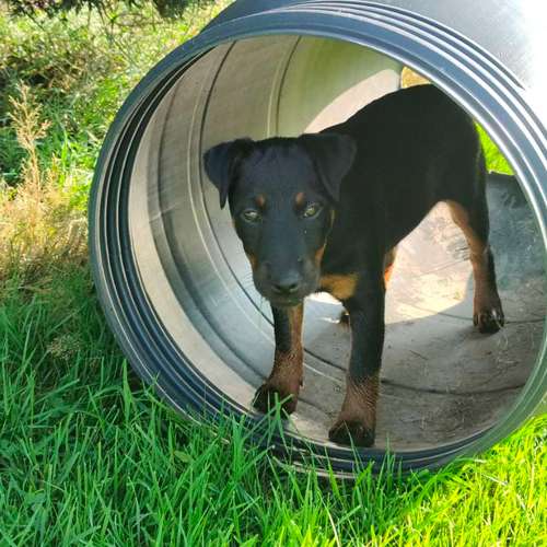 Hundeauslaufgebiet-Hundeschule Team Ideal-Bild