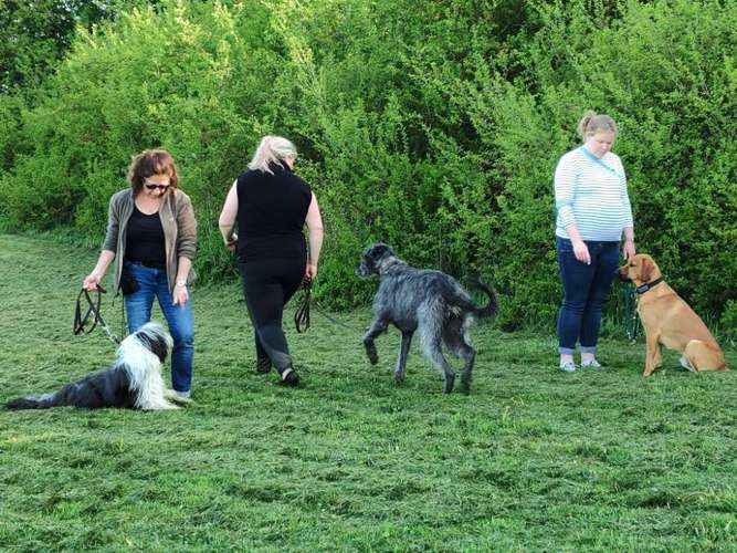 Hundeauslaufgebiet-Hundeschule Team Ideal-Bild