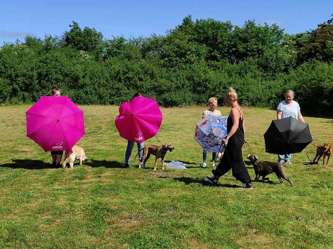 Hundeauslaufgebiet-Hundeschule Team Ideal-Bild