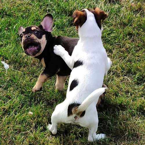 Hundeauslaufgebiet-Hundeschule Team Ideal-Bild