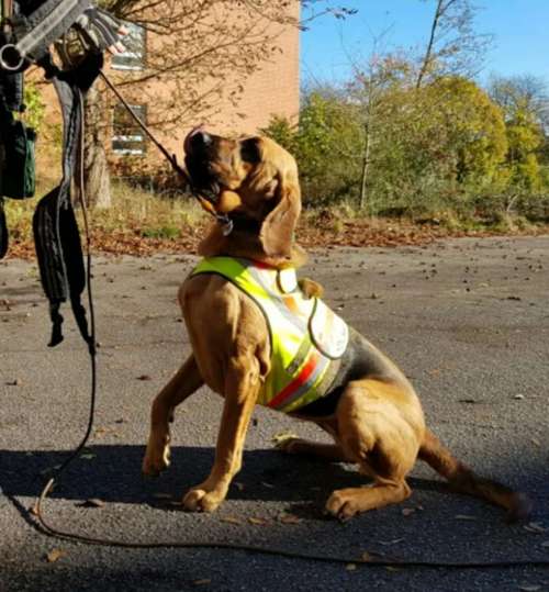 Hundeauslaufgebiet-Hundeschule Team Ideal-Bild