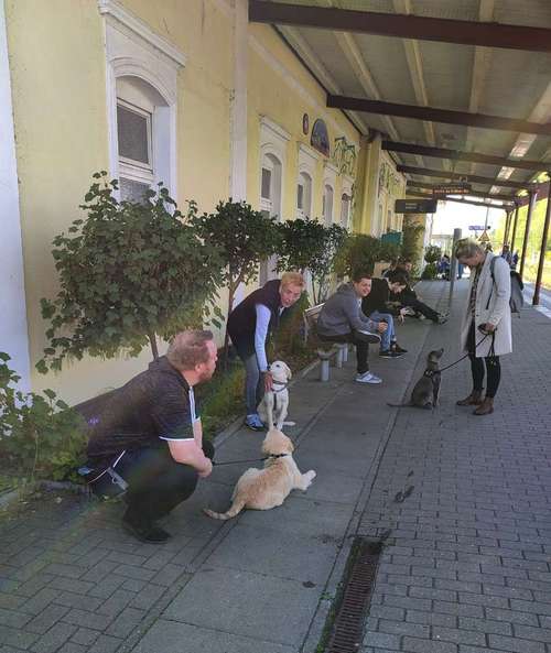 Hundeauslaufgebiet-Hundeschule Team Ideal-Bild