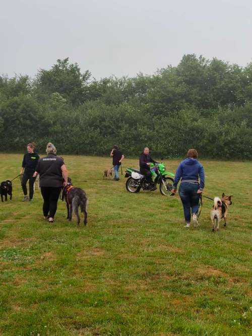 Hundeauslaufgebiet-Hundeschule Team Ideal-Bild