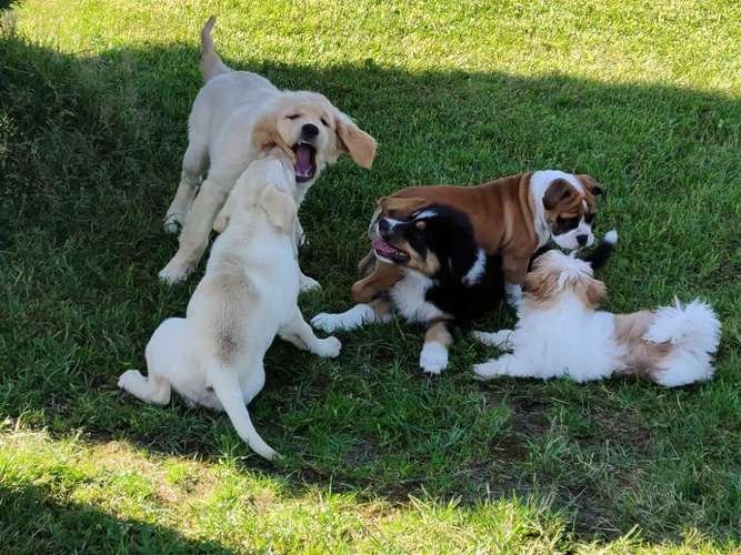 Hundeauslaufgebiet-Hundeschule Team Ideal-Bild