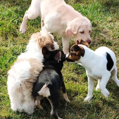 Hundeauslaufgebiet-Hundeschule Team Ideal-Bild