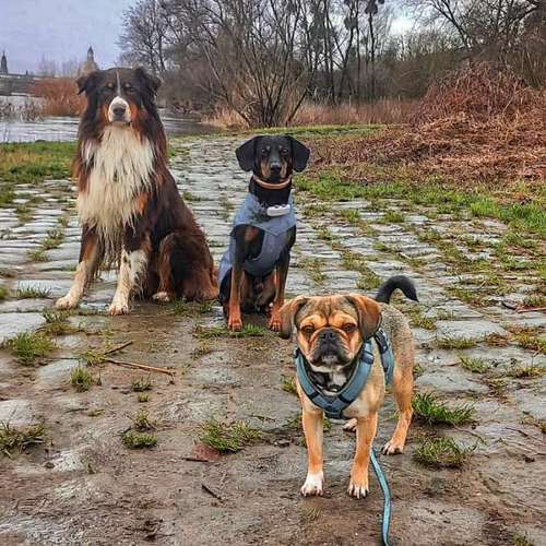 Hundeauslaufgebiet-tierisch individuell-Bild