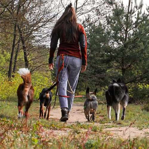 Hundeauslaufgebiet-tierisch individuell-Bild