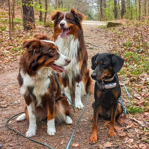 Hundeauslaufgebiet-tierisch individuell-Bild