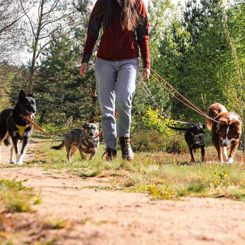 Hundeauslaufgebiet-tierisch individuell-Bild