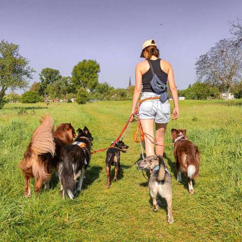 Hundeauslaufgebiet-tierisch individuell-Bild