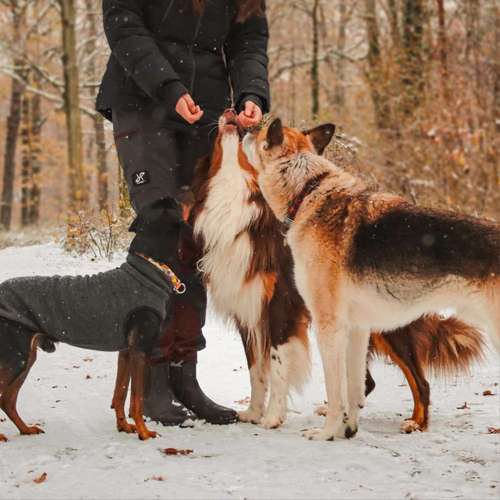 Hundeauslaufgebiet-tierisch individuell-Bild