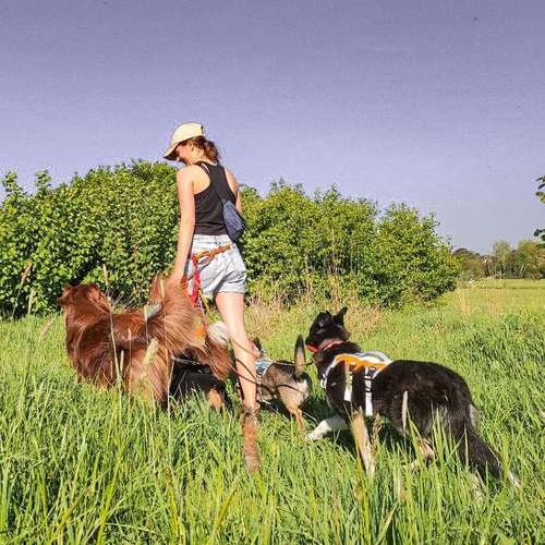 Hundeauslaufgebiet-tierisch individuell-Bild