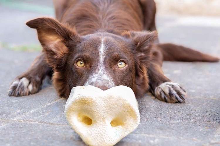 Hundeauslaufgebiet-Skina-Snacks-Bild