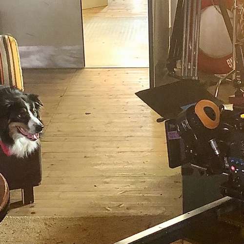 Hundeauslaufgebiet-DogDynamics-Bild