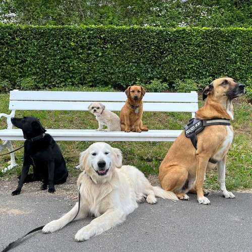 Hundeauslaufgebiet-DogDynamics-Bild