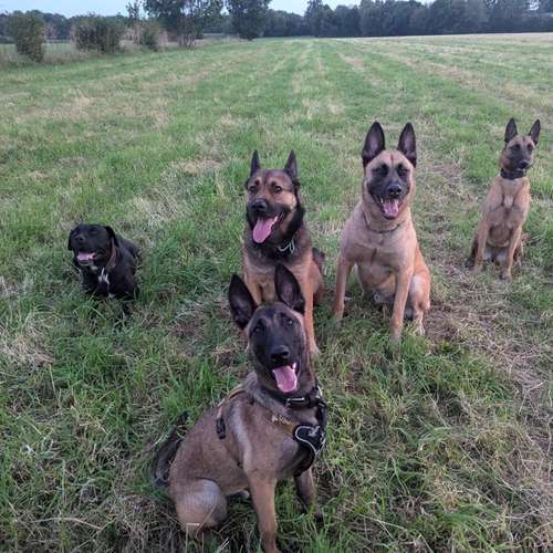 Hundeauslaufgebiet-DogDynamics-Bild