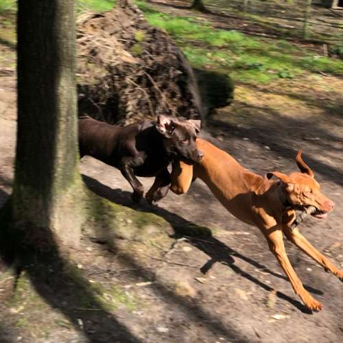 Hundeauslaufgebiet-DogDynamics-Bild