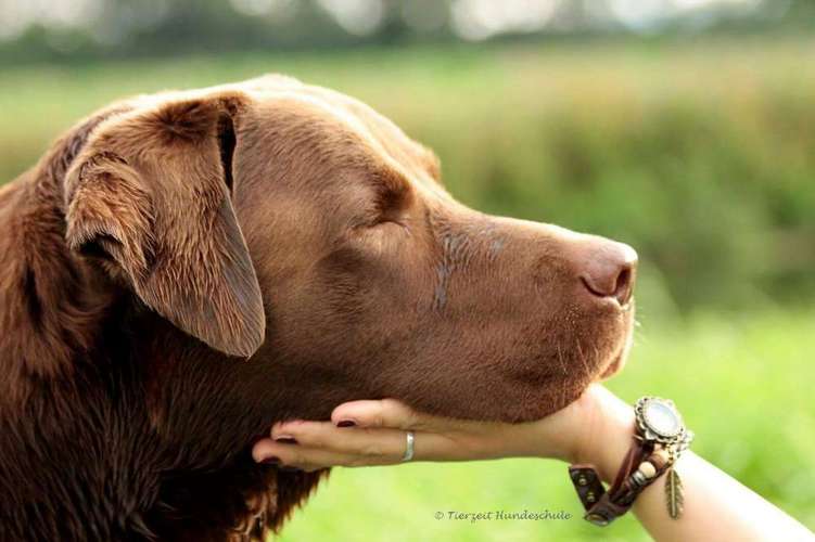 Hundeauslaufgebiet-Tierzeit Hundeschule Hannover-Bild