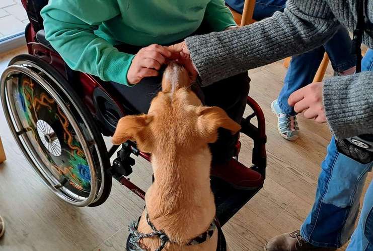 Hundeauslaufgebiet-Therapie- und Ausbildungszentrum Magdeburg-Bild