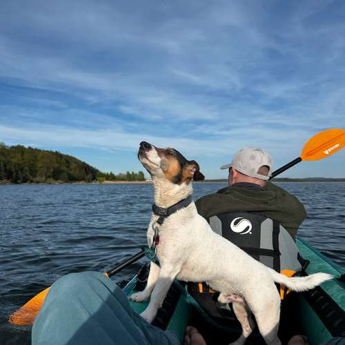 Hundeauslaufgebiet-Dog-Intelligence-Academy-Bild